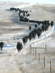 Image of single file cattle walking in winter snow - History of Cattle Brands