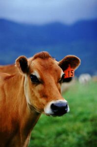 Cow grazing - Getty Images | Stockbyte